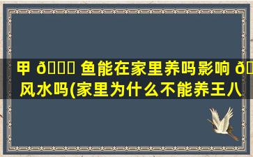 甲 🕊 鱼能在家里养吗影响 🐒 风水吗(家里为什么不能养王八)